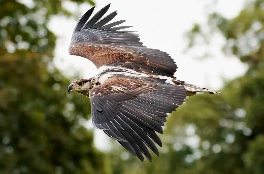 african fishing eagle